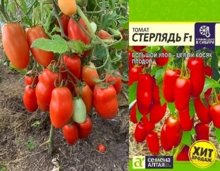 Семена Томат Стерлядь F1/Сем Алт/цп 5 шт. (2030 / 67)